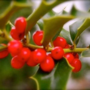 Meet your Posher, Robyn